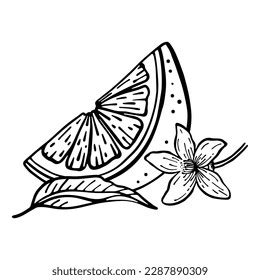 Hand Drawing Vector Illustration Lemon Flower Stock Vector (Royalty Free) 2287890309 | Shutterstock