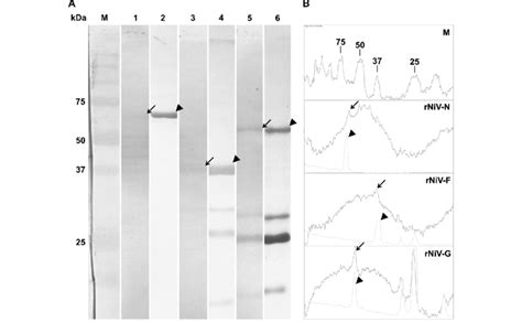 (A) Immunoblot assay and (B) pairwise comparison of immunoblot ...