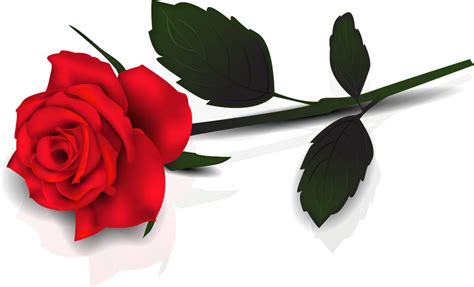 Rose PNG transparent image download, size: 1650x1001px