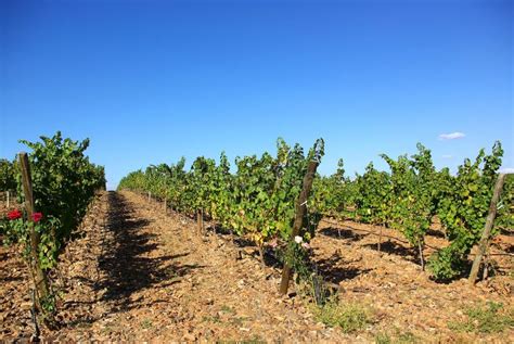 Vineyards at Portugal stock photo. Image of orange, autumn - 3416374