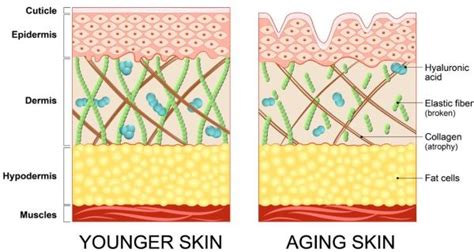 Korea Facelift Center - About Sking Aging