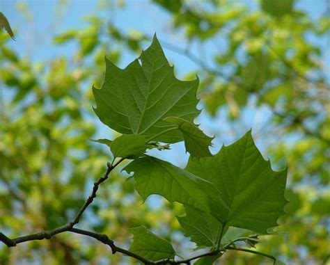 Sycamore Maple - Halka Nurseries