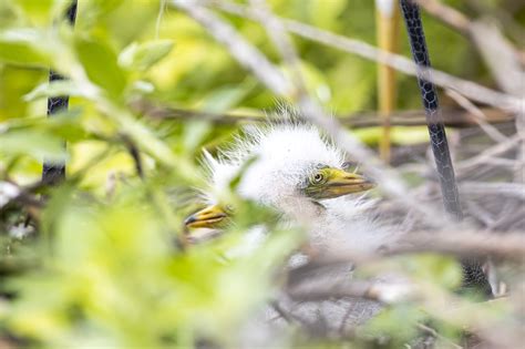 Pictures: Gatorland’s bird rookery and alligator breeding marsh – Orlando Sentinel