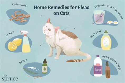 How To Bathe A Cat For Fleas - PestPhobia