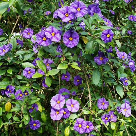 Perennial Bushes, Flowering Bushes, Perennials, Terrarium Plants, Garden Plants, Purple Flowers ...
