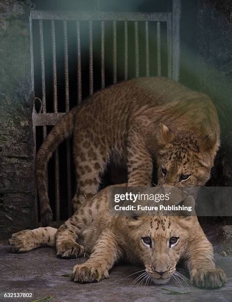 Tiger Lion Hybrid Photos and Premium High Res Pictures - Getty Images