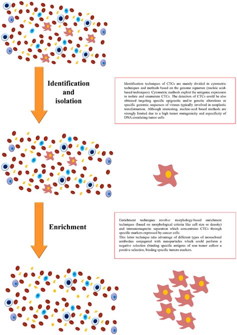 Detection, isolation, and enrichment of circulating tumor cells. | Download Scientific Diagram