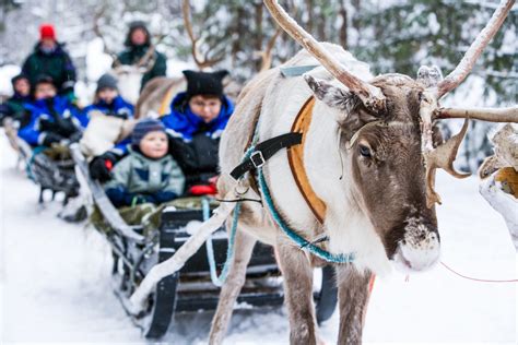 reindeer-sleigh-ride-rovaniemi (9) - Lapland Welcome in Finland