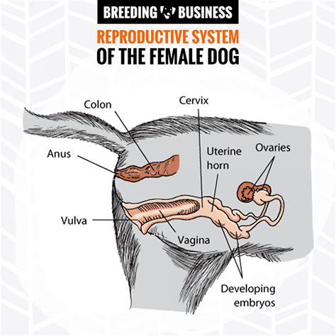 Male & Female Dog Reproductive Systems — Organs and Hormones