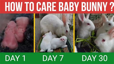 Baby bunny care | Baby rabbit care with 30 day update – HousePetsCare.com