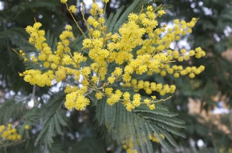 Acacia - Trees and Shrubs Online