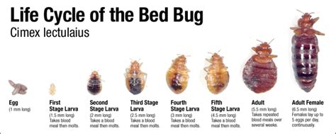 Bedbugs Treatment by Red Dirt Pest Control