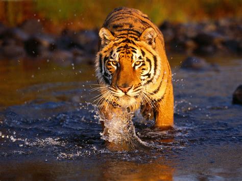 India Tourism: Ranthambore Tour | Rajasthan Ranthambore Wildlife Sanctuary | Rajasthan ...