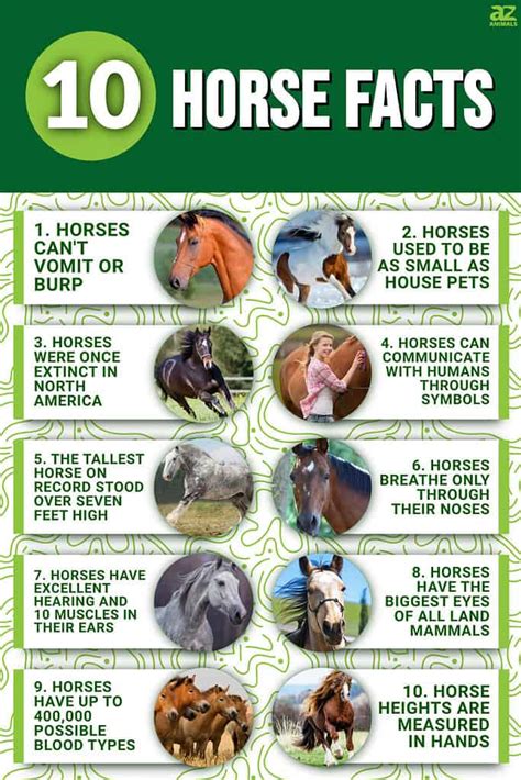 10 Incredible Horse Facts - A-Z Animals