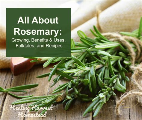 Everything About Rosemary (10 Benefits & Uses, Folklore, Recipes, and ...