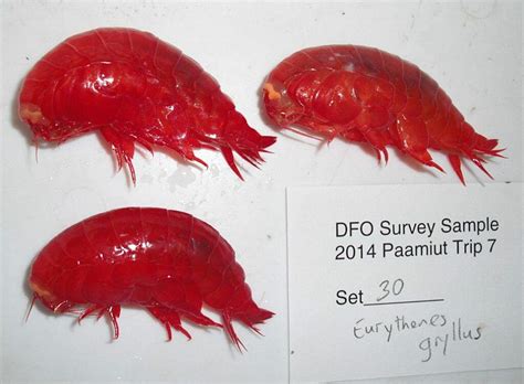 New Amphipod Species Discovered On Museum Shelves - Canadian Museum of ...