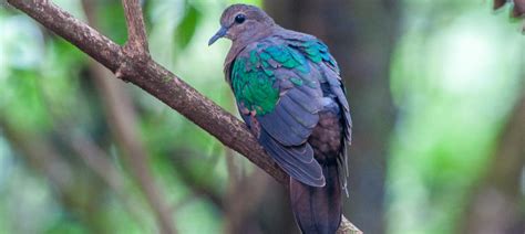 Common Emerald Dove | Bubo Birding