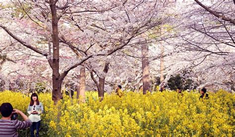 Jeju Island Cherry Blossom & Canola Flower Taxi/Van Tour 2020 - Trazy, Korea's #1 Travel Guide