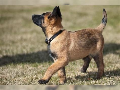 Wurfankündigung gesucht ! (Malinois X-Herder) (Lünen) - Malinois - Deine-Tierwelt.de