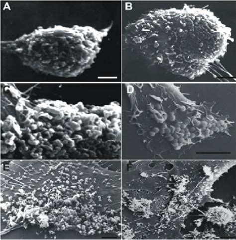 Kinetic of adherence of Ureaplasma parvum serotype 3 to A549 cell. (A)... | Download Scientific ...