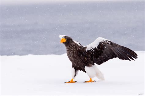 Steller's sea eagle | Steller's sea eagle, Sea eagle, Eagle