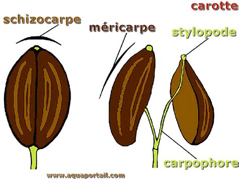 Schizocarpe : définition et explications