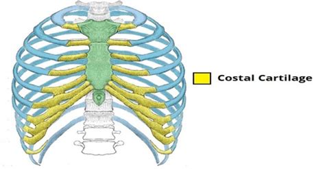 Costal Cartilage - Zoefact