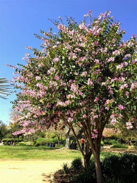 Orchid Trees Spring Floral Show – Santa Barbara Beautiful