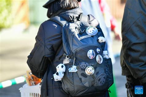 Twin pandas make public debut at Tokyo zoo much to delight of lucky few ...