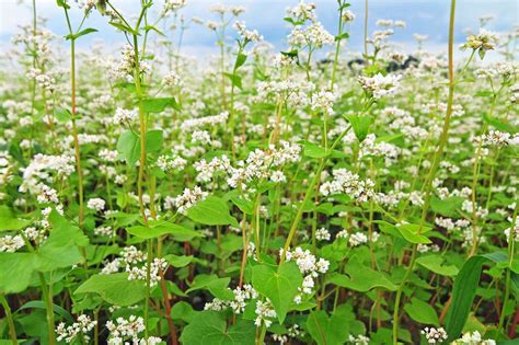 Food Plot Seed: How to Plant Buckwheat - Realtree Camo