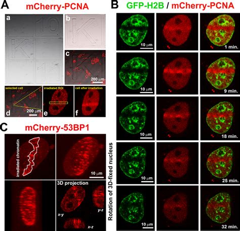 Advanced Confocal Microscopy Techniques to Study Protein-protein ...