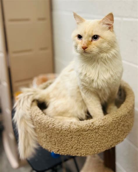 Mortikai – Male DMH Flame Point Siamese 2 Years – Foreclosed Upon Pets, Inc.