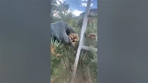 harvesting pine nuts in nevada - YouTube