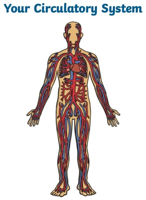 The Circulatory System for Kids | The Heart, Blood Vessels and More