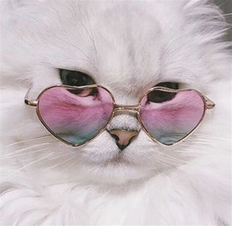 a white cat with pink heart shaped sunglasses