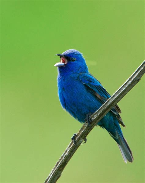 NW Bird Blog: Indigo Bunting