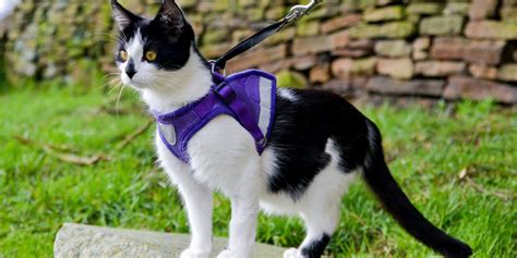 The 8 Best Cat Harnesses (We Tried Them All) Of 2024-