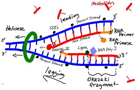 Dna Replication Drawing at PaintingValley.com | Explore collection of ...