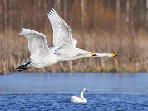 Can Swans Fly? (What You Need to Know) | Birdfact