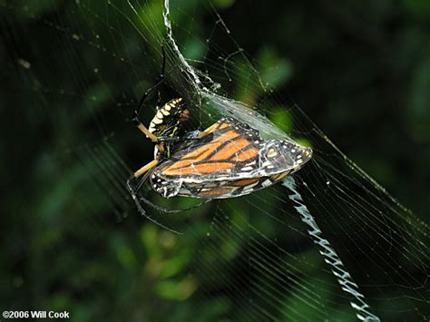 Black-and-Yellow Argiope (Argiope aurantia)