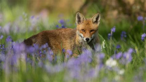 Papel de parede : verão, Raposa, grama, Flores, Animais, Mamíferos 3840x2160 - Joewestline ...