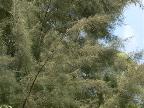 Casuarina equisetifolia | Common name: Australian Pine, Hors… | Flickr