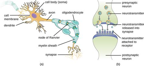 Anatomy of the Nervous System | Microbiology