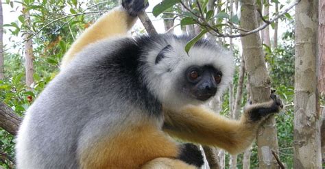 The Diademed Sifaka | Critter Science