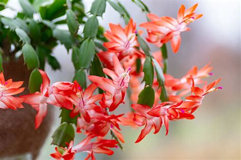 Cactus de Noël (Schlumbergera) : entretien et floraison