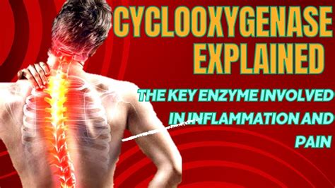 Cyclooxygenase Explained: The Key Enzyme Involved in Inflammation and ...