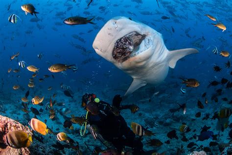 Shark diving in Fiji’s Beqa Lagoon - Lonely Planet