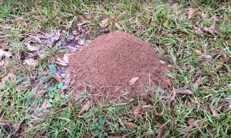 The footage begins with a couple of close-up shots of an ant nest in the middle of some grass ...