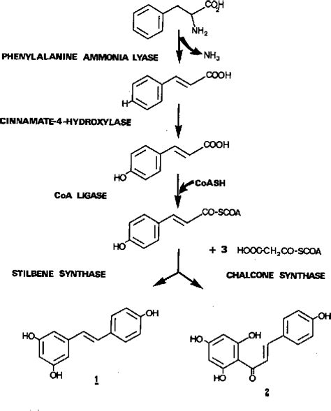 Figure 2 from The potential relationship of stilbene ( resveratrol ) synthesis to anthocyanin ...