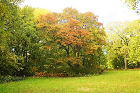 Tupelo Tree Pictures, Detailed Information on Tupelo Trees